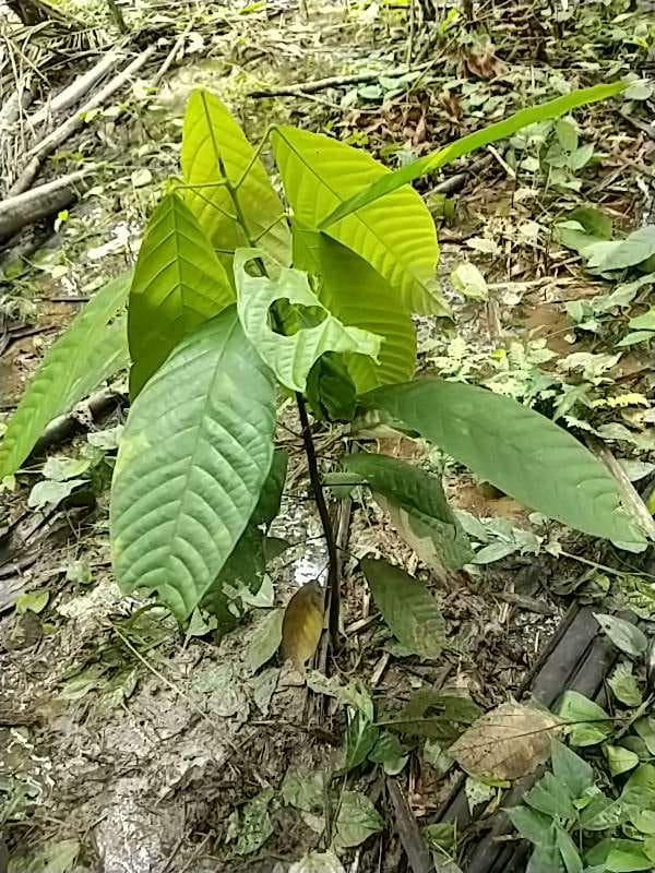 tree image