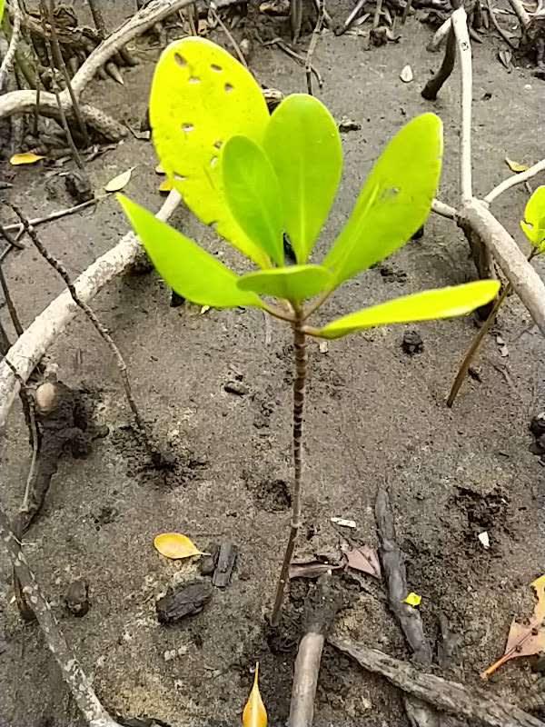 tree image