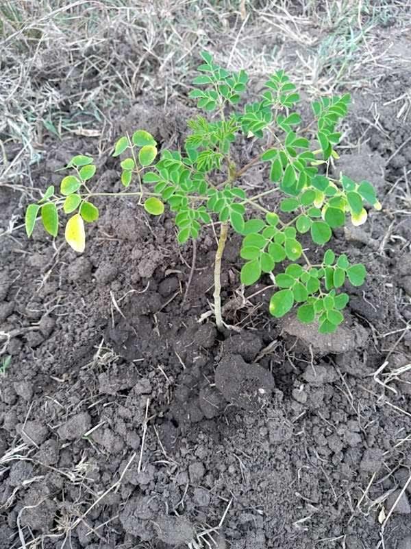 tree image