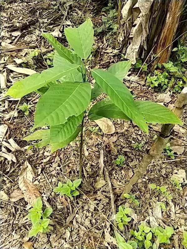 tree image