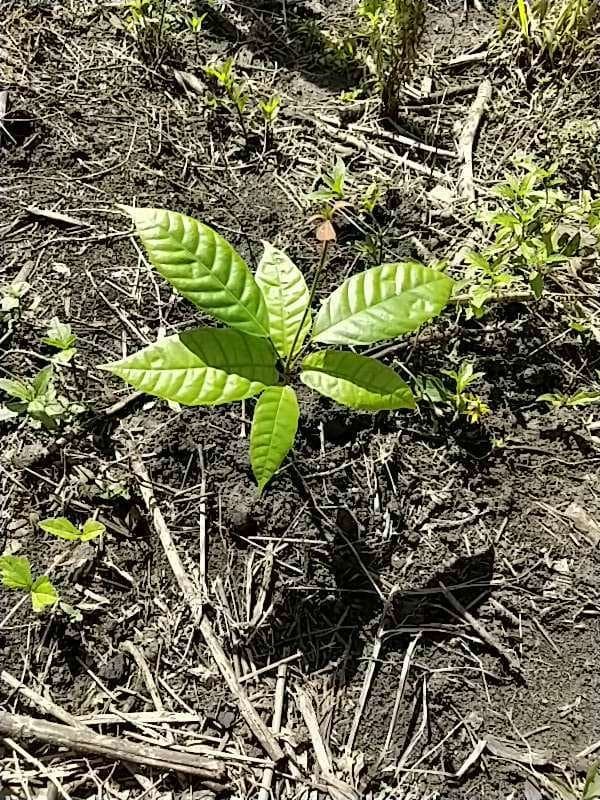 tree image