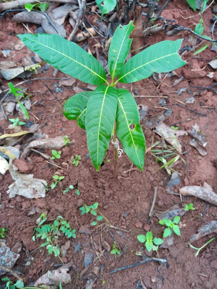 tree image