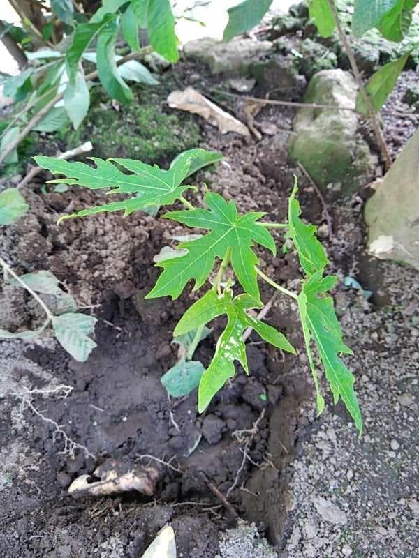 tree image