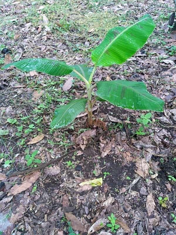 tree image