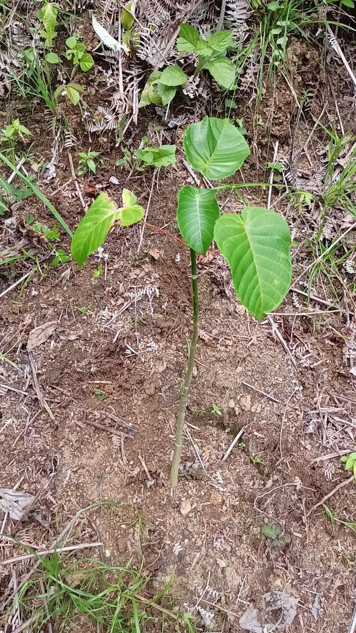 tree image