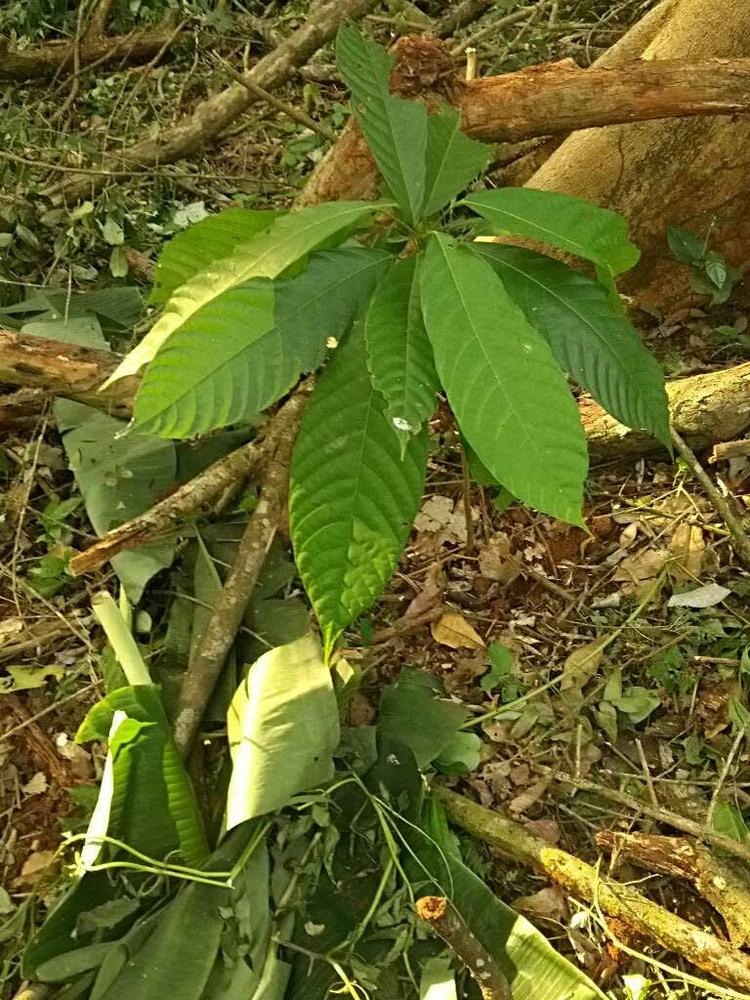 tree image