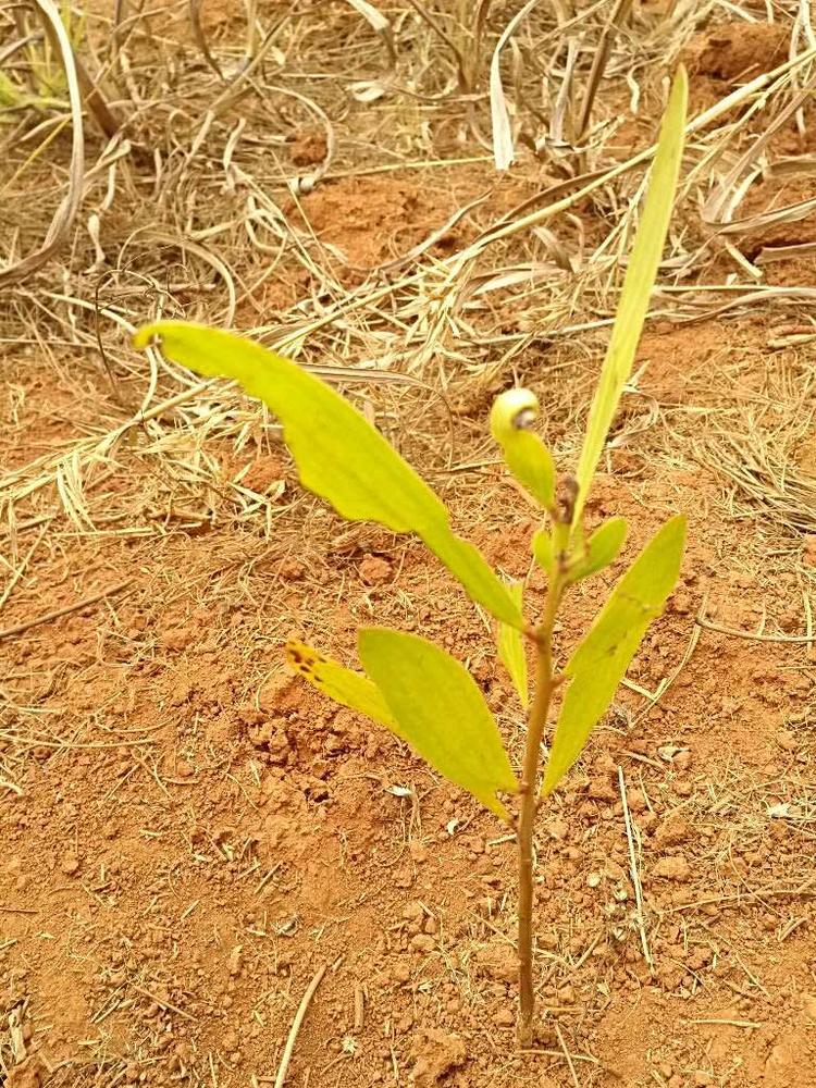 tree image