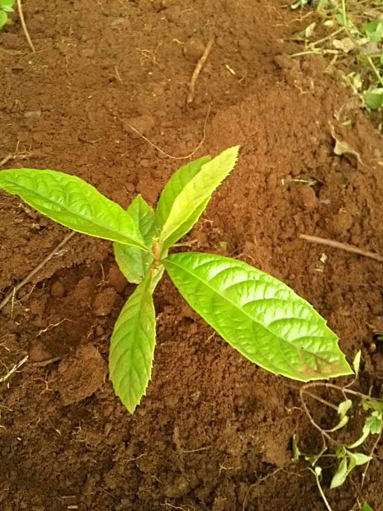 tree image