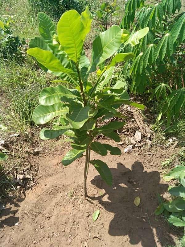 tree image