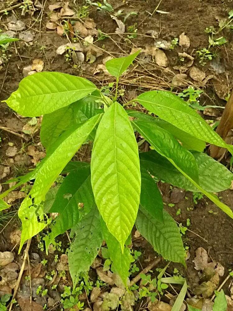 tree image