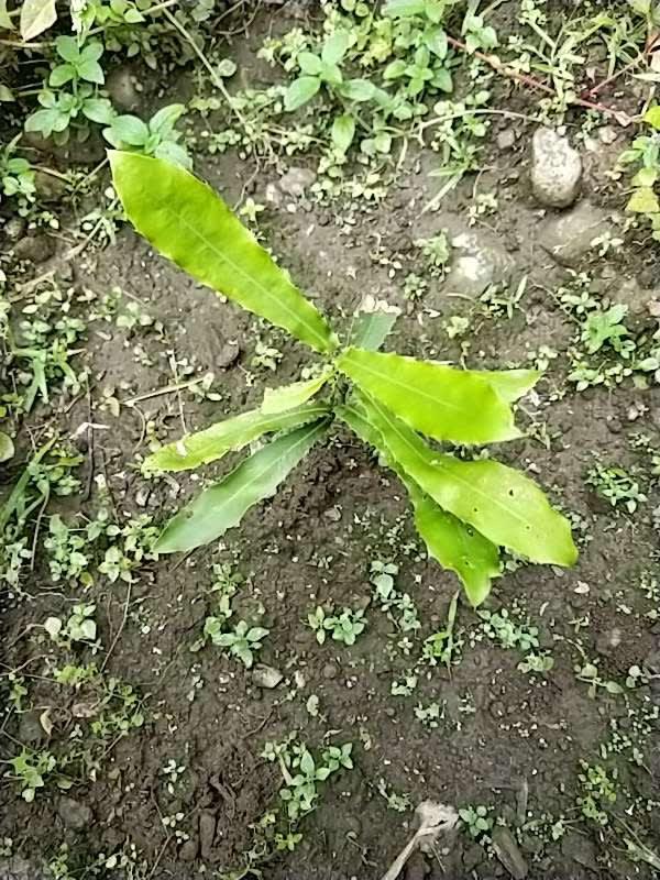 tree image