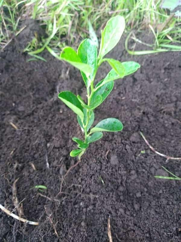 tree image