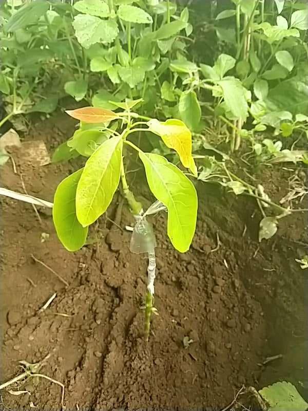 tree image