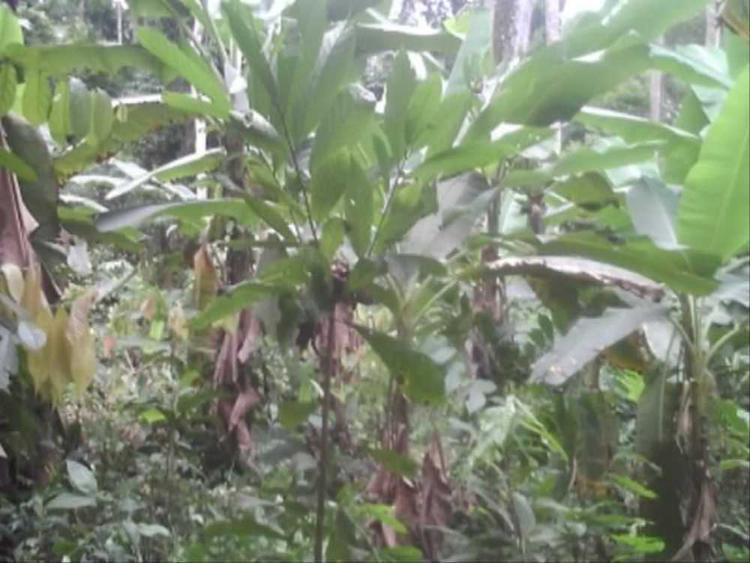 tree image