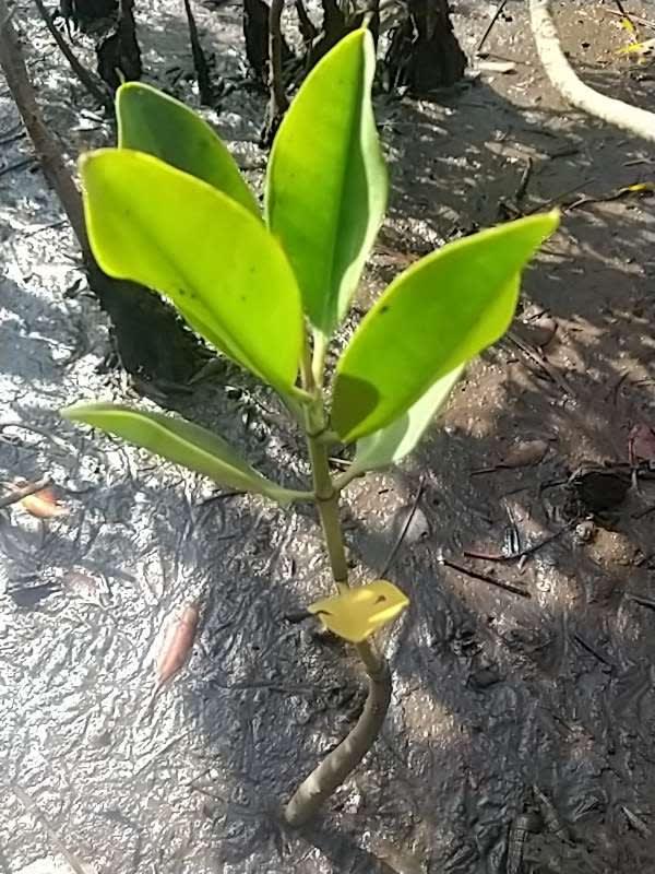 tree image