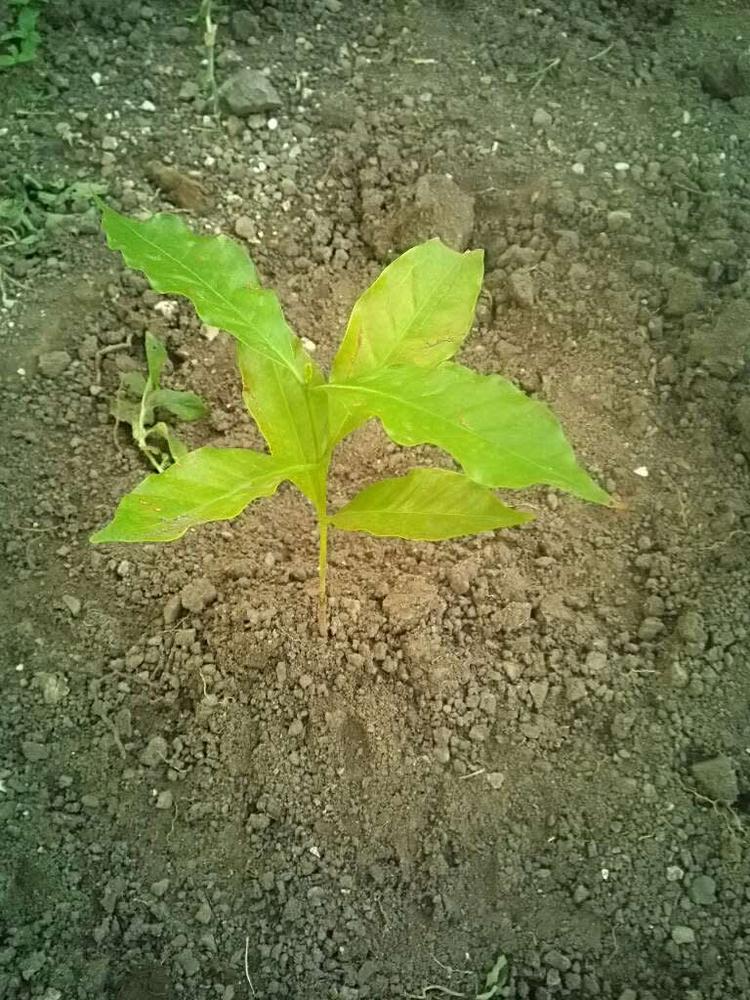 tree image