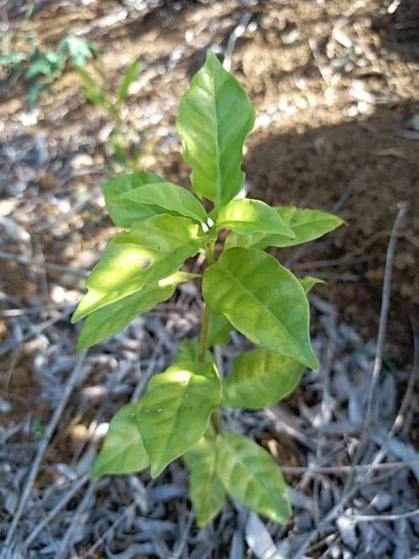 tree image