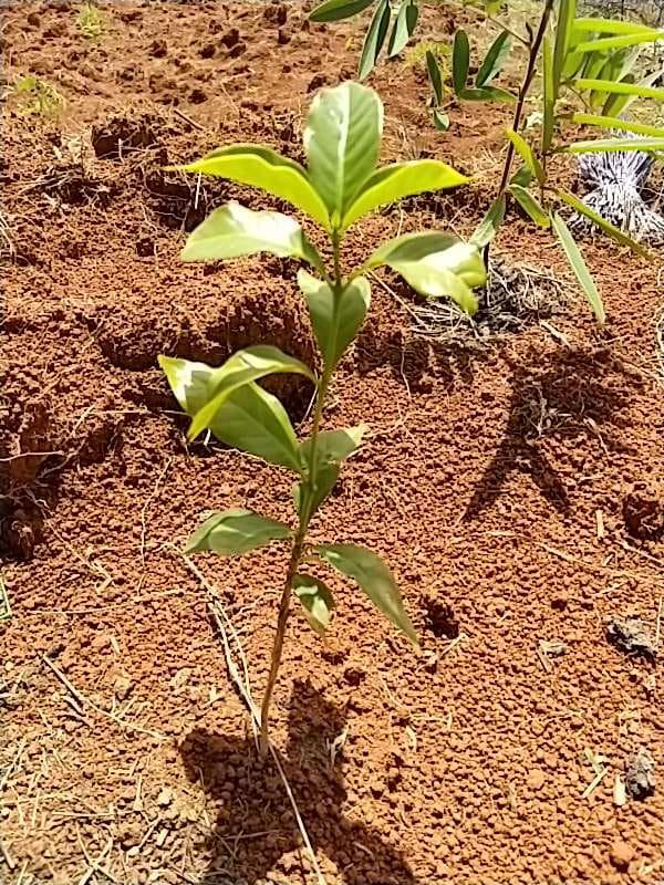 tree image