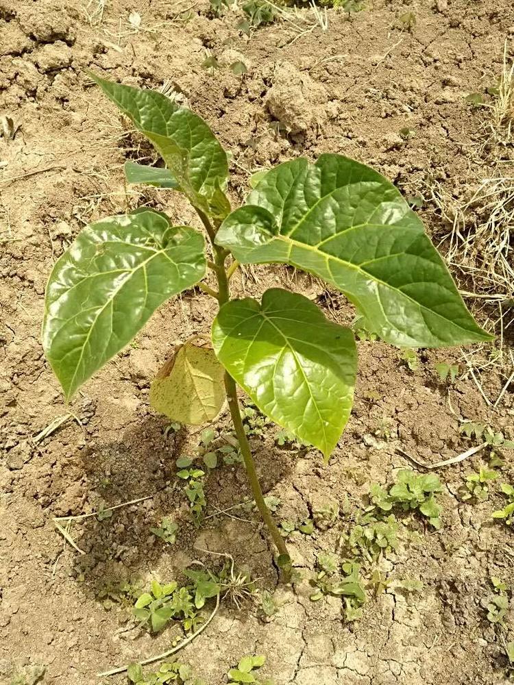 tree image