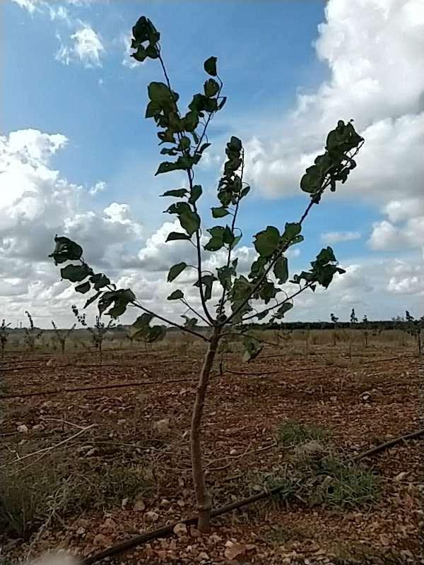 tree image