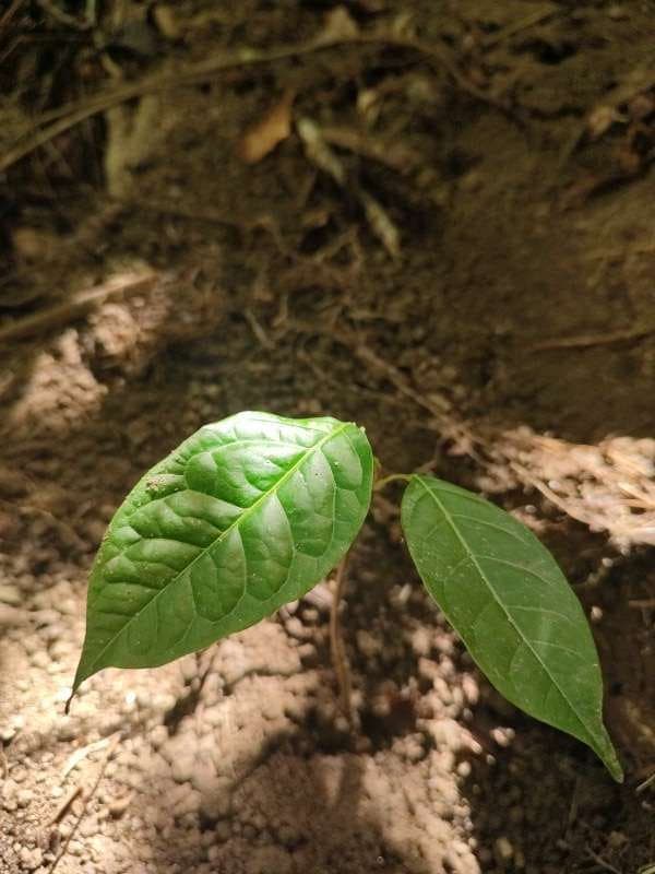 tree image