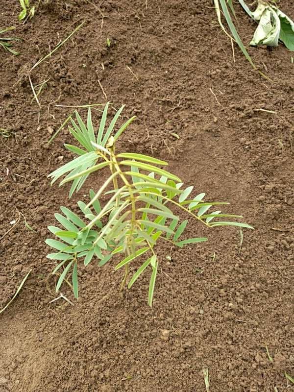 tree image