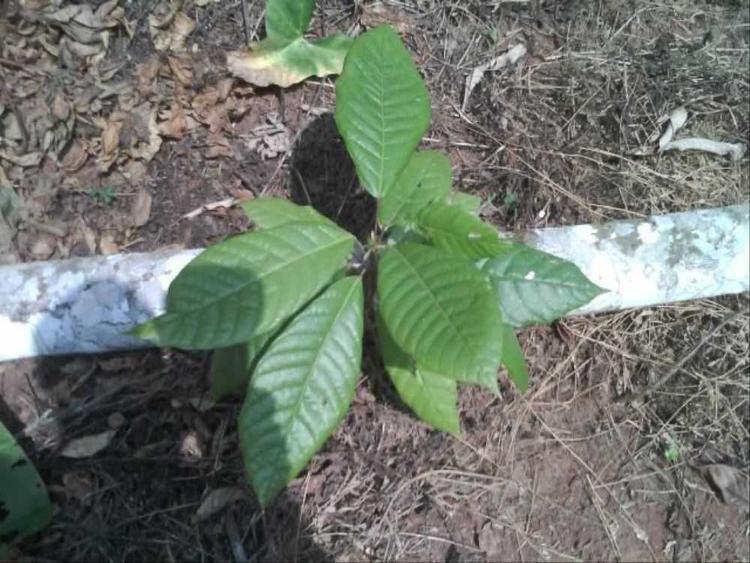 tree image