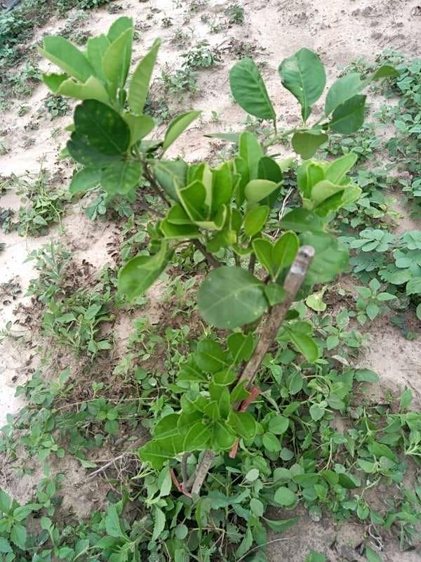 tree image