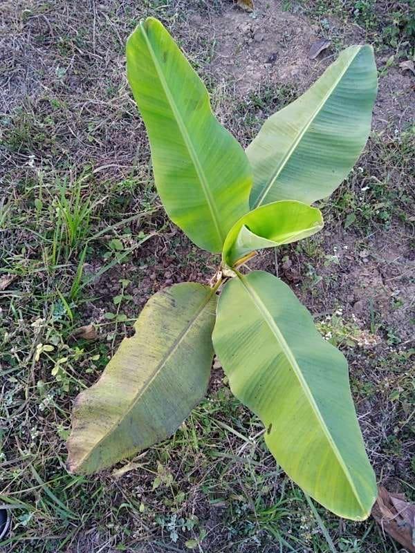 tree image
