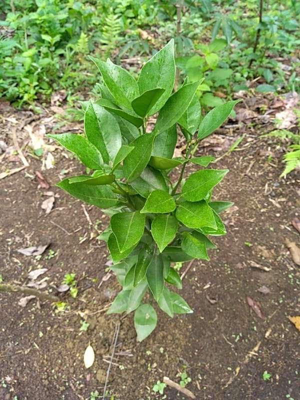 tree image