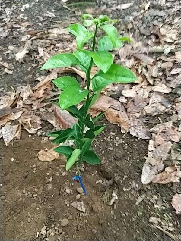 tree image
