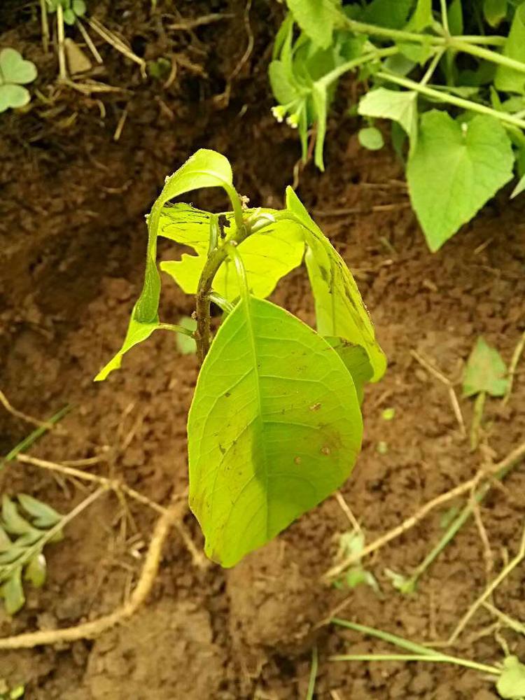 tree image