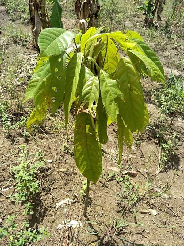 tree image