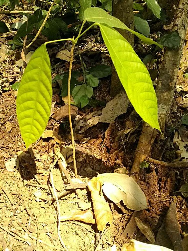 tree image