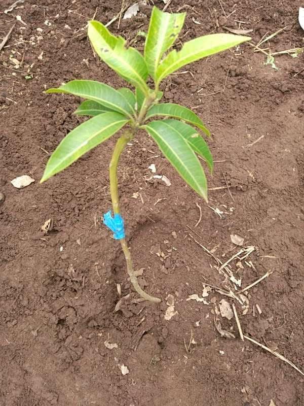 tree image
