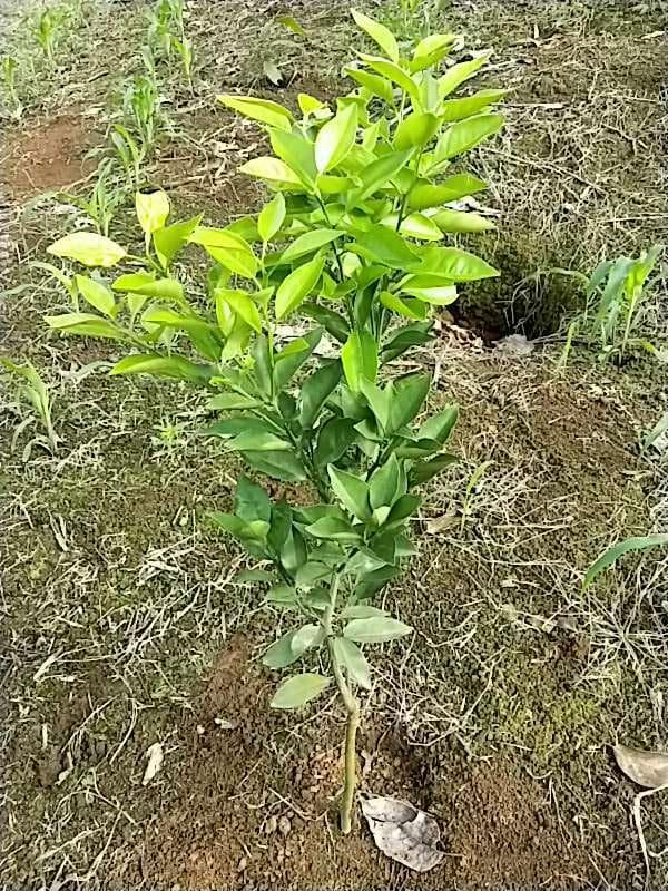 tree image