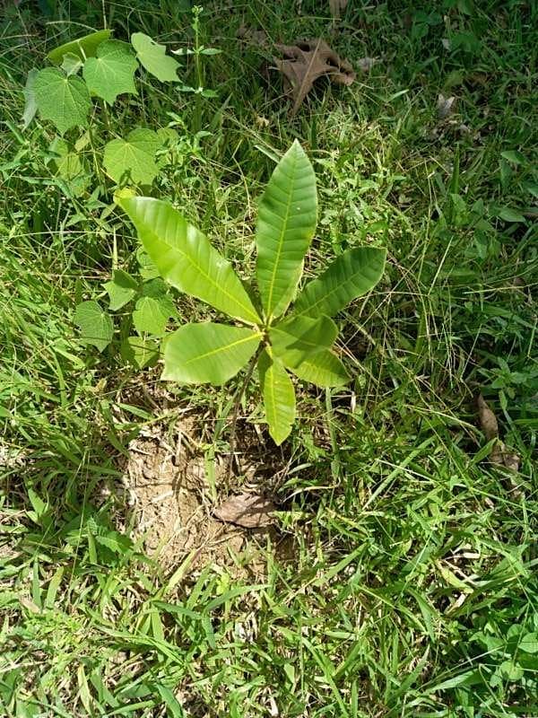 tree image