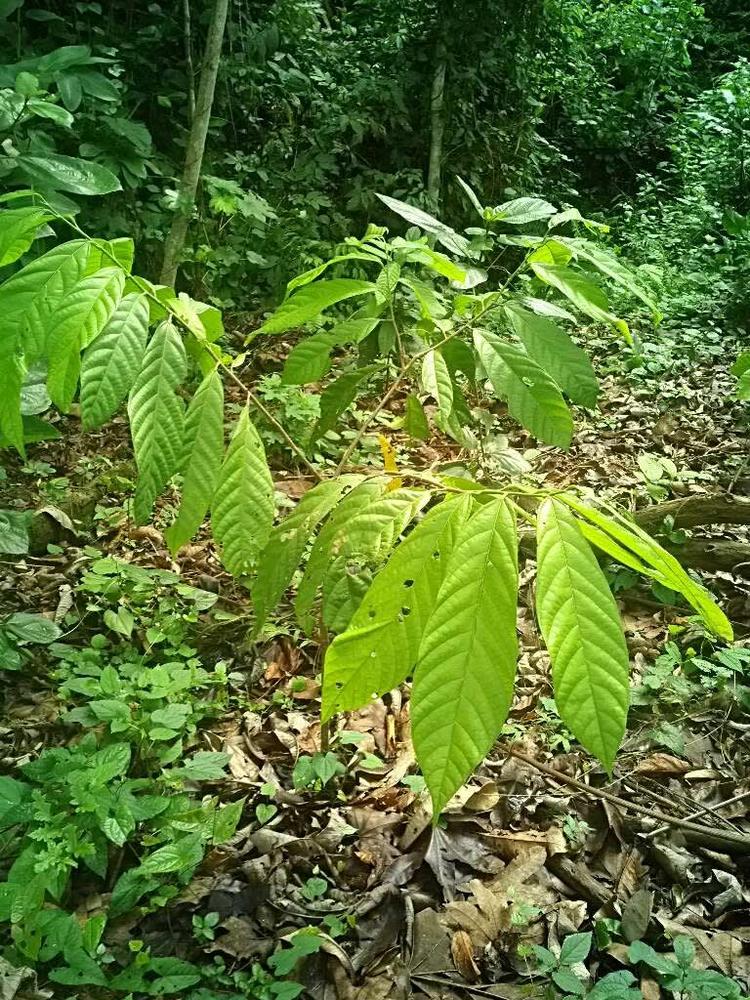 tree image