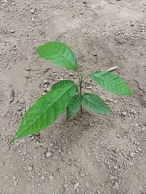 tree image