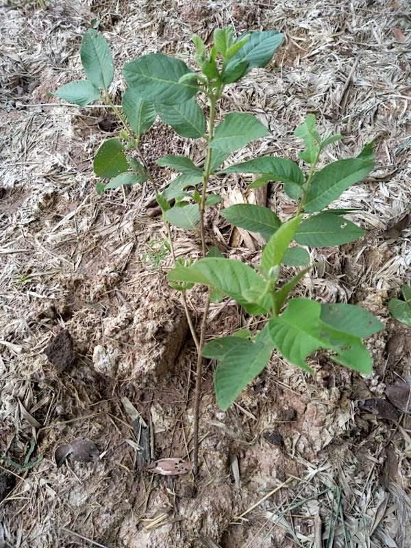 tree image