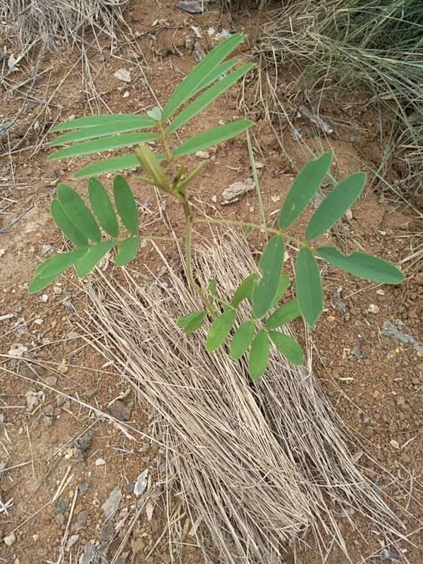 tree image