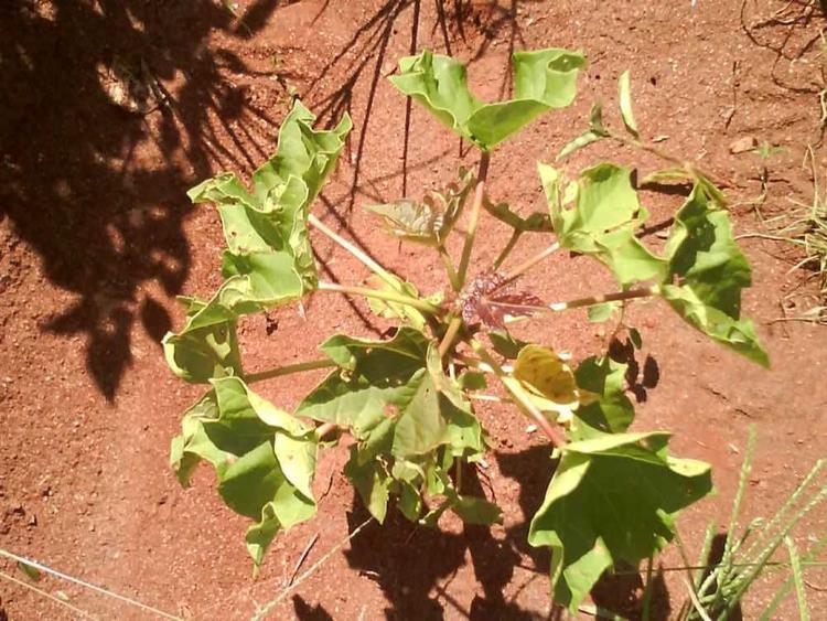 tree image