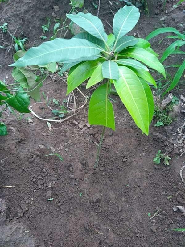 tree image