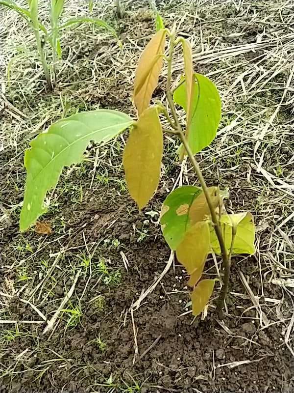 tree image