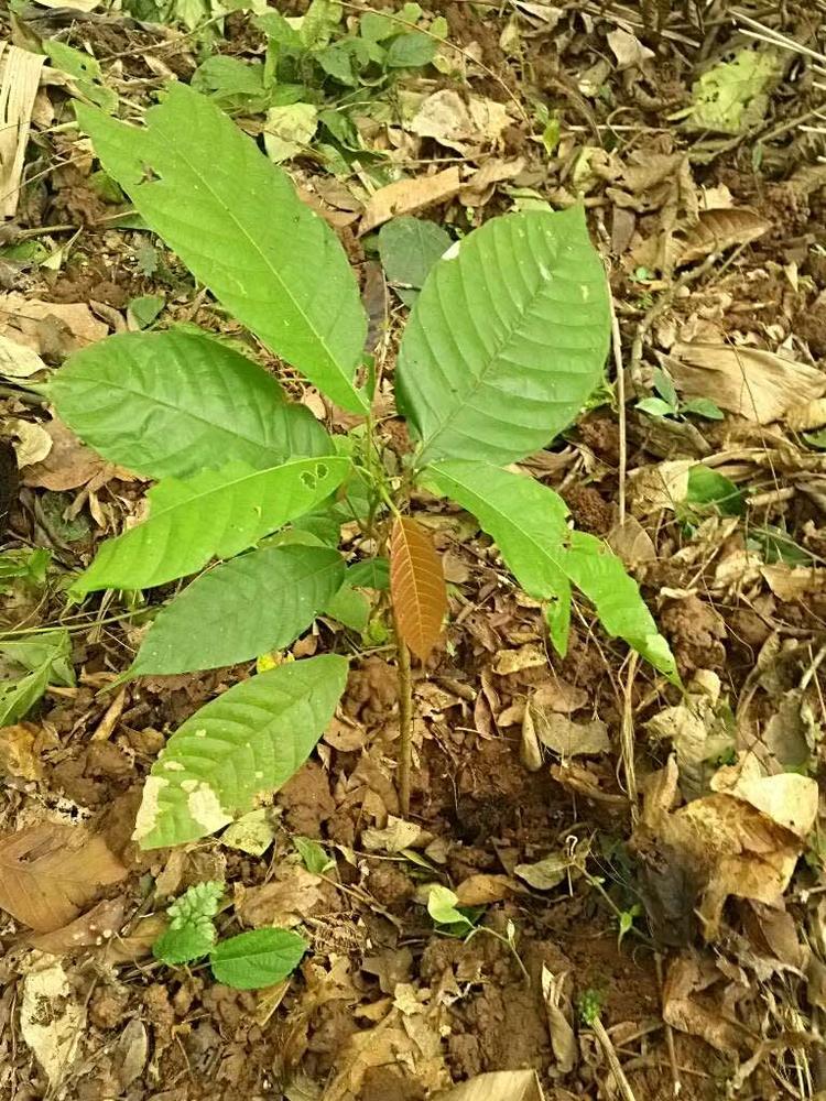 tree image