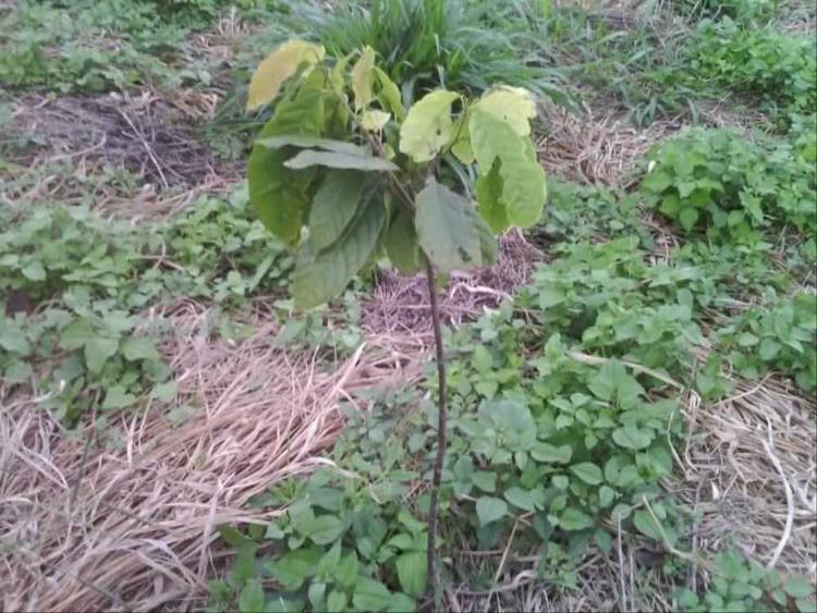 tree image