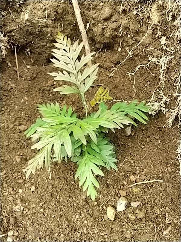 tree image