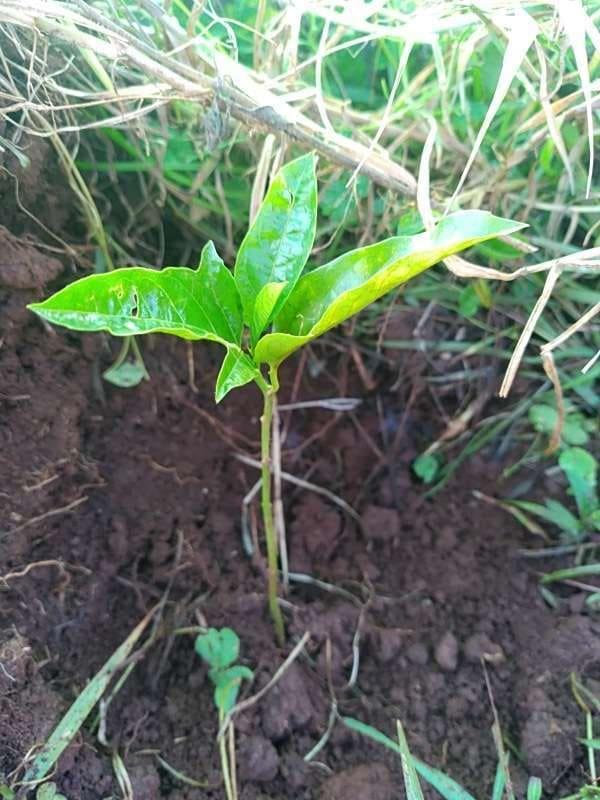 tree image