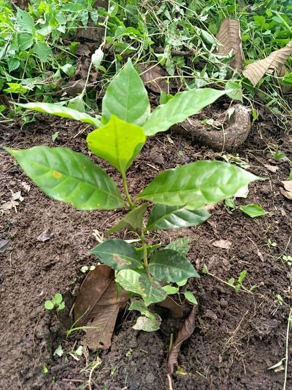 tree image