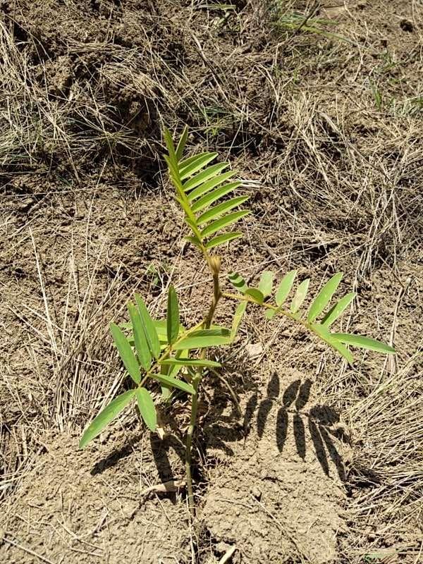 tree image